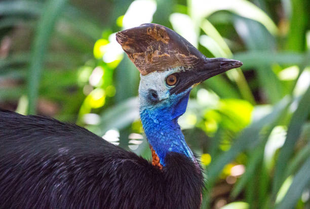 Deadly Birds of the Rainforest You Don’t Want to Meet
