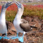 blue-footed booby