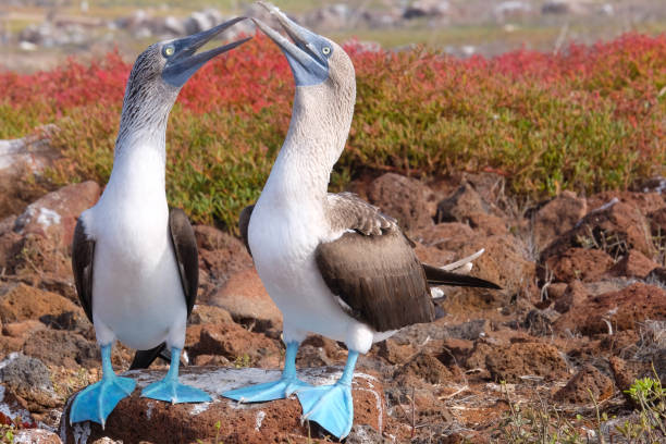 blue-footed booby