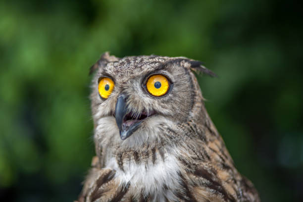 10 Rare Birds You’ve Probably Never Heard Of – #7 Will Blow Your Mind!