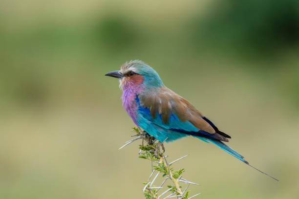 Top 10 Most Beautiful Birds Ranked – Wait Till You Feast Your Eyes on #6!