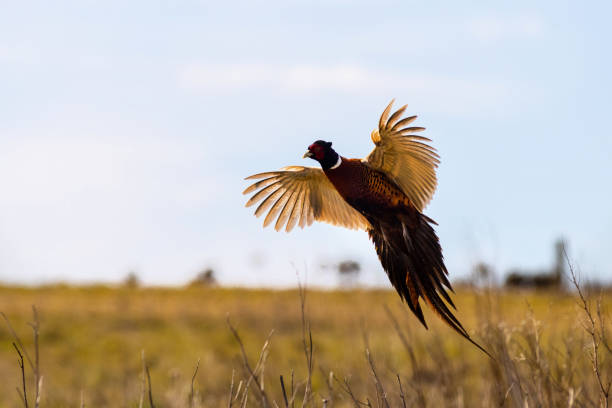Nature\’s Masterpieces: Bird Feathers So Amazing, You’ll Want to Frame Them
