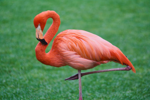 Feathers in the Spotlight: The Top 10 Birds That Always Steal the Show in Photos!