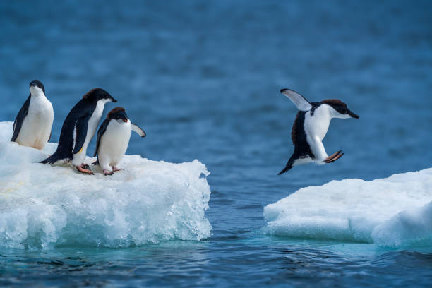 No Wings, No Worries! Amazing Flightless Birds That Are Still the Boss!