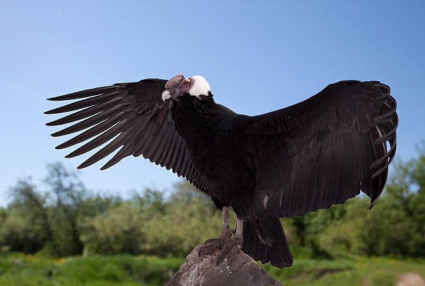 Big Bird Flies Way Up High! Meet the Amazing Andean Condor