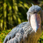 Shoebilll