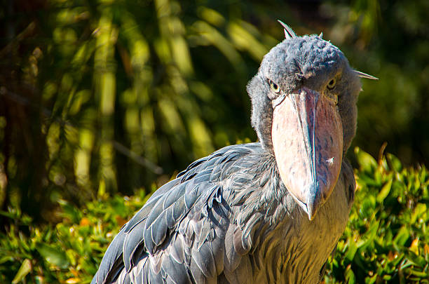 Shoebilll
