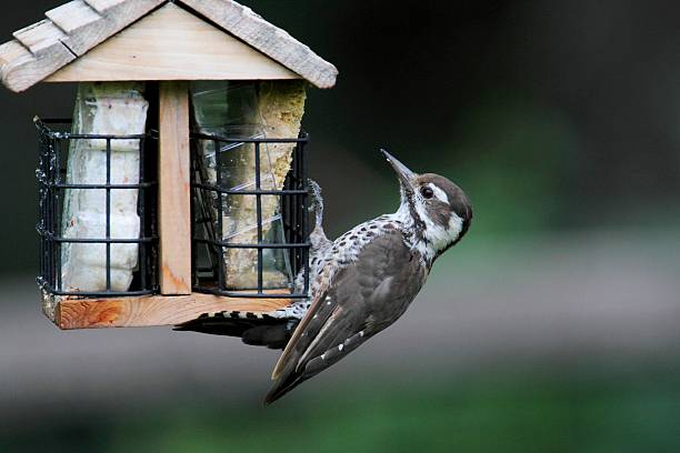 Unveiling Hidden Gems: 10 Rare Birds You Might Find Right Here in the USA