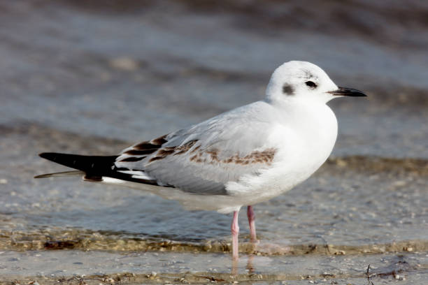 Top 5 Bird Sanctuaries Every Rare Bird Lover Needs to Explore