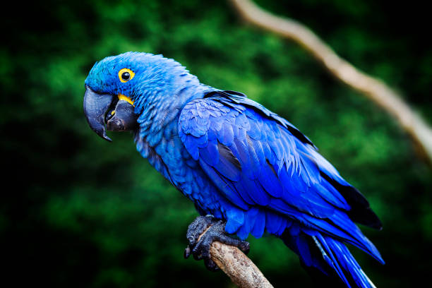 10 Stunning Birds With Blue Feathers You Have to See in 2025