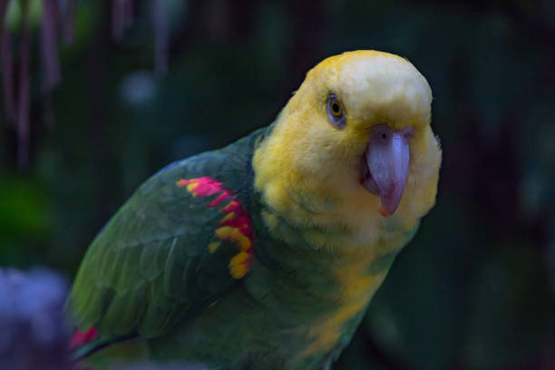 Saving the Kakapo: The Amazing Story of the World\’s Heaviest Parrot